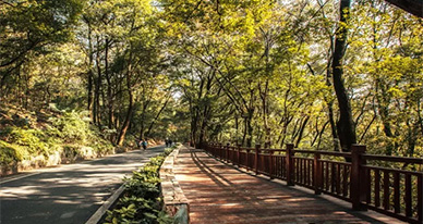 绿色设计，健康行走